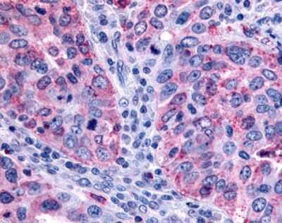 Immunohistochemistry-Paraffin: FFAR2/GPR43 Antibody - BSA Free [NLS6599]