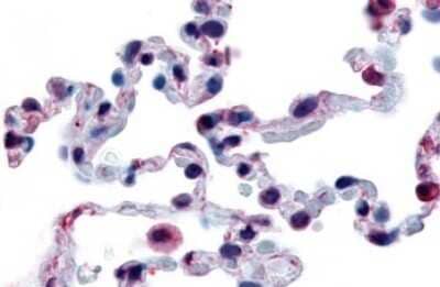 Immunohistochemistry-Paraffin: FFAR2/GPR43 Antibody - BSA Free [NLS6599]