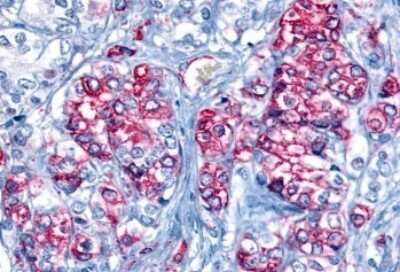 Immunohistochemistry-Paraffin: FFAR2/GPR43 Antibody - BSA Free [NLS6599]