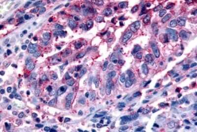 Immunohistochemistry-Paraffin: FFAR2/GPR43 Antibody - BSA Free [NLS6599]