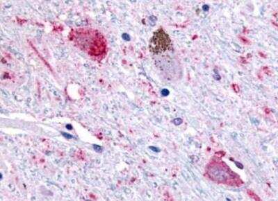 Immunohistochemistry-Paraffin: FFAR2/GPR43 Antibody - BSA Free [NLS6599]