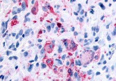 Immunohistochemistry-Paraffin: FFAR2/GPR43 Antibody - BSA Free [NLS6599]