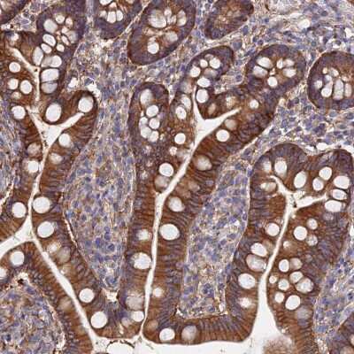 Immunohistochemistry-Paraffin: FFAR3/GPR41 Antibody [NBP2-14014]