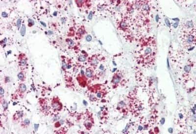 Immunohistochemistry-Paraffin: FFAR3/GPR41 Antibody [NBP3-14319]