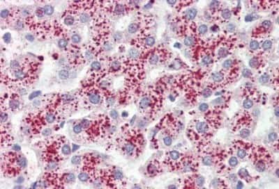 Immunohistochemistry-Paraffin: FFAR3/GPR41 Antibody [NBP3-14319]