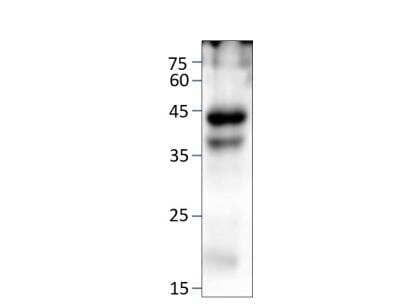 Western Blot: FFAR3/GPR41 Antibody [NBP3-12393]