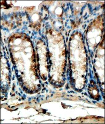 Immunohistochemistry-Paraffin: FFAR4/GPR120 Antibody - BSA Free [NBP1-00858]