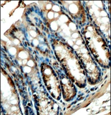 Immunohistochemistry-Paraffin: FFAR4/GPR120 Antibody - BSA Free [NBP1-00858]