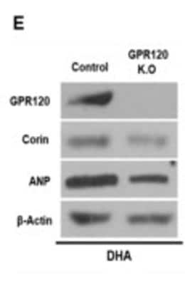 Knockout Validated: FFAR4/GPR120 Antibody - BSA Free [NBP1-00858]