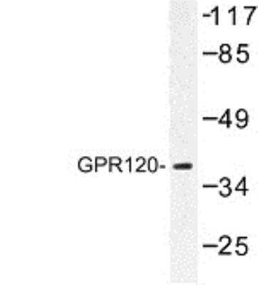 Western Blot: FFAR4/GPR120 AntibodyBSA Free [NBP1-00858]