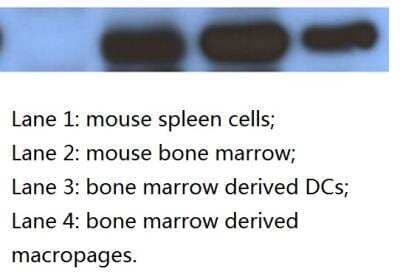 Western Blot: FFAR4/GPR120 AntibodyBSA Free [NBP1-00858]