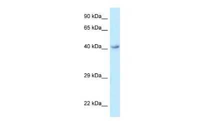 Western Blot: FFAR4/GPR120 Antibody [NBP2-84932]