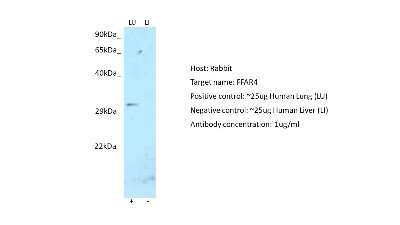 Western Blot: FFAR4/GPR120 Antibody [NBP2-84932]