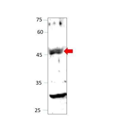 Western Blot: FFAR4/GPR120 Antibody [NBP3-12394]