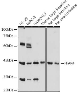 Western Blot: FFAR4/GPR120 AntibodyAzide and BSA Free [NBP3-15594]