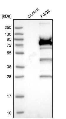 Western Blot: FGD2 Antibody [NBP1-80600]