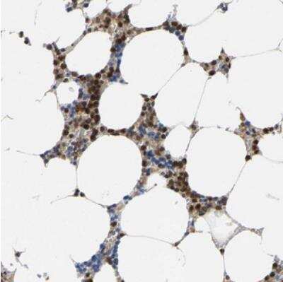 Immunohistochemistry-Paraffin: FGD3 Antibody [NBP2-30913]