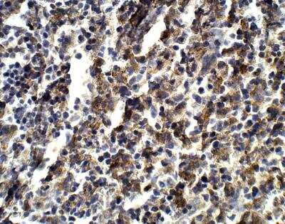 Immunohistochemistry-Paraffin: FGD3 Antibody [NBP3-12395]