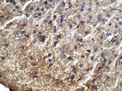 Immunohistochemistry-Paraffin: FGD3 Antibody [NBP3-12395]