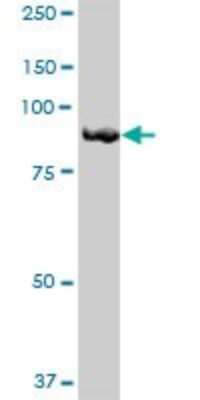 Western Blot: FGD3 Antibody [H00089846-B01P]