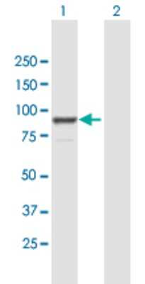 Western Blot: FGD3 Antibody [H00089846-B01P]