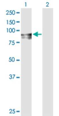 Western Blot: FGD3 Antibody [H00089846-D01P]