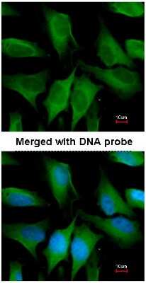 Immunocytochemistry/ Immunofluorescence: FGD4 Antibody [NBP1-31335]