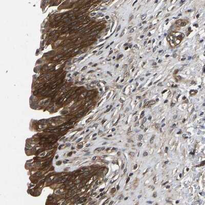 Immunohistochemistry-Paraffin: FGD5 Antibody [NBP1-83877]