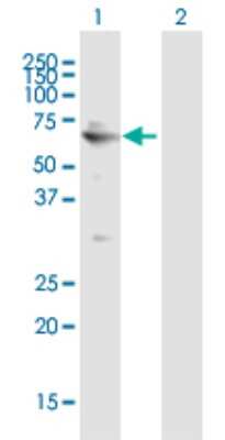 Western Blot: FGD5 Antibody [H00152273-B01P]