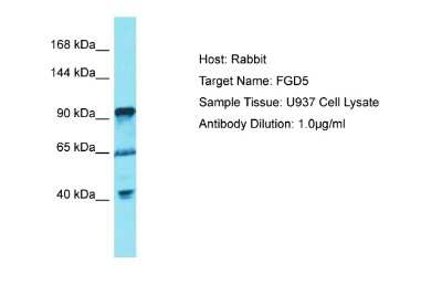 Western Blot: FGD5 Antibody [NBP2-87439]