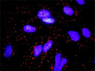 Proximity Ligation Assay: FGF-10 Antibody (3C7) [H00002255-M05]