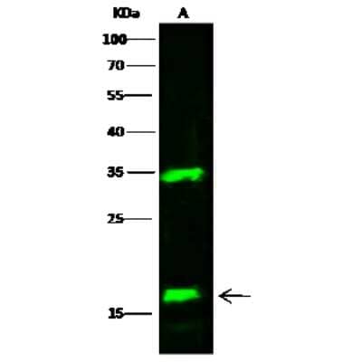 Western Blot: FGF-10 Antibody [NBP2-99399]