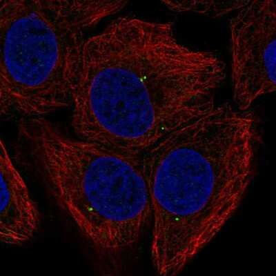 Immunocytochemistry/ Immunofluorescence: FGF-11 Antibody [NBP2-55935]