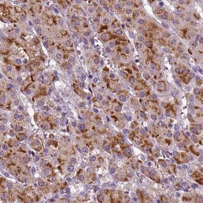 Immunohistochemistry-Paraffin: FGF-11 Antibody [NBP2-62694]