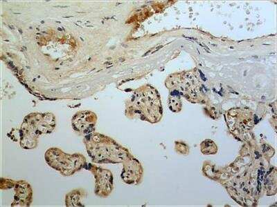 Immunohistochemistry-Paraffin: FGF-11 Antibody (MM0282-6J20) - Azide and BSA Free [NBP2-12296]