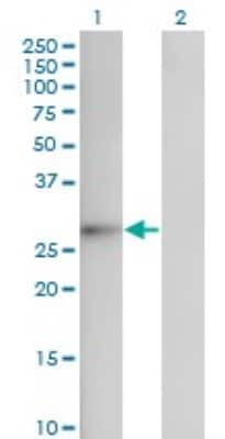 Western Blot: FGF-12 Antibody (1D9) [H00002257-M10]