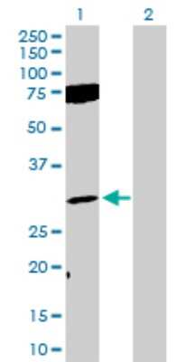 Western Blot: FGF-12 Antibody [H00002257-D01P]