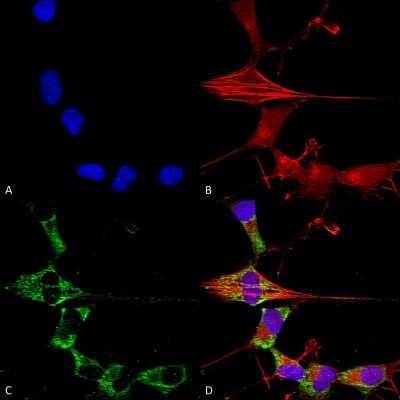 Immunocytochemistry/ Immunofluorescence: FGF-13 Antibody (S235-22) - Pan Specific [NBP2-42178]