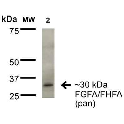 Western Blot: FGF-13 Antibody (S235-22)Pan Specific [NBP2-42178]