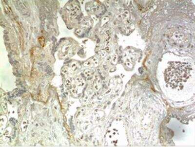 Immunohistochemistry-Paraffin: FGF-16 Antibody (MM0283-6G2) - Azide and BSA Free [NBP2-12297]