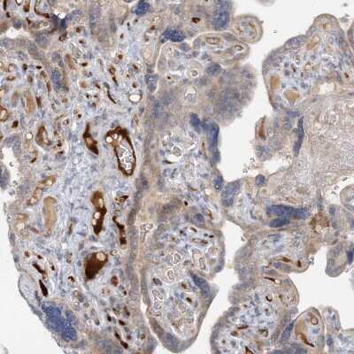 Immunohistochemistry-Paraffin: FGF-19 Antibody [NBP1-86294]