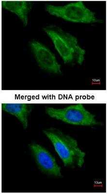 Immunocytochemistry/ Immunofluorescence: FGF-21 Antibody [NBP1-31368]