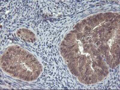 Immunohistochemistry: FGF-21 Antibody (OTI2F10) - Azide and BSA Free [NBP2-71815]