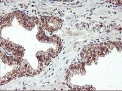Immunohistochemistry: FGF-21 Antibody (OTI2F10) - Azide and BSA Free [NBP2-71815]