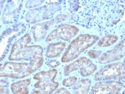 Immunohistochemistry-Paraffin: FGF-23 Antibody (FGF23/4162) [NBP3-07369]