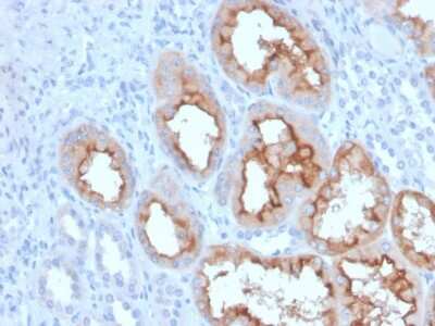 Immunohistochemistry-Paraffin: FGF-23 Antibody (FGF23/4163) - Azide and BSA Free [NBP3-08329]