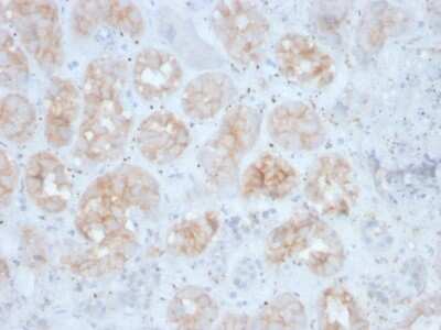 Immunohistochemistry-Paraffin: FGF-23 Antibody (FGF23/4163) [NBP3-07370]