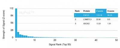 Protein Array: FGF-23 Antibody (FGF23/4163) [NBP3-07370]