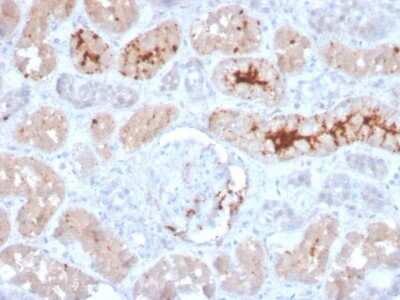 Immunohistochemistry-Paraffin: FGF-23 Antibody (FGF23/4166) [NBP3-07371]