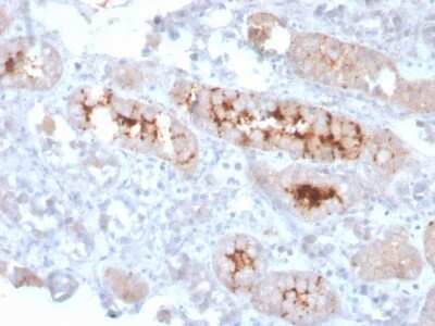 Immunohistochemistry-Paraffin: FGF-23 Antibody (FGF23/4166) - Azide and BSA Free [NBP3-08350]